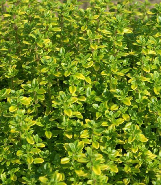 Thymus citriodorus 'Bertram Anderson'
